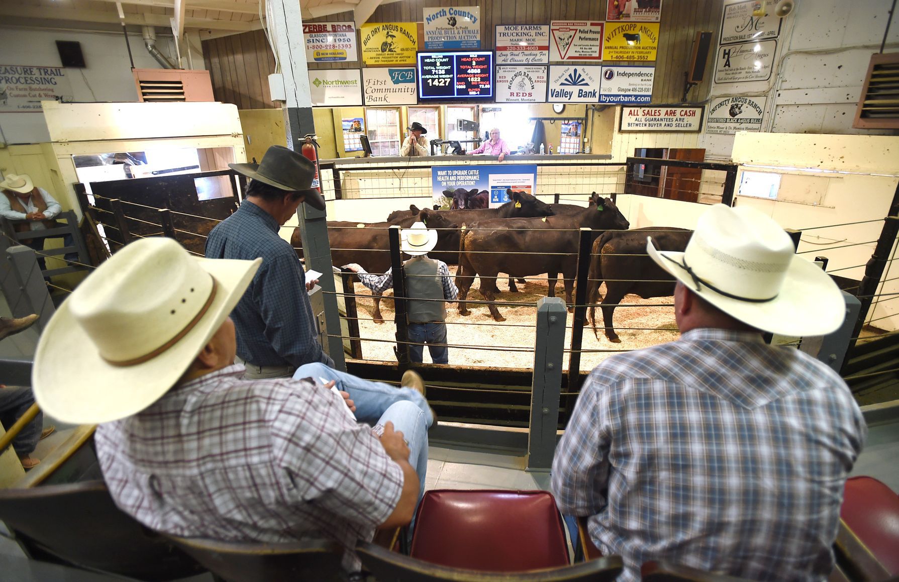 Drought auction sale ring
